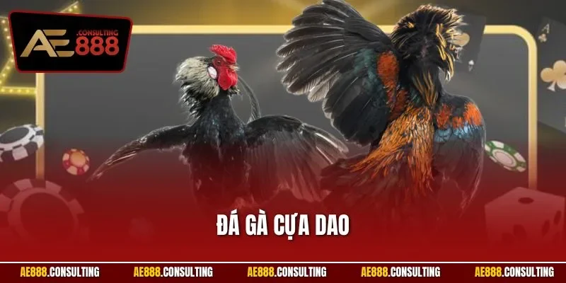 Đá gà cựa dao
